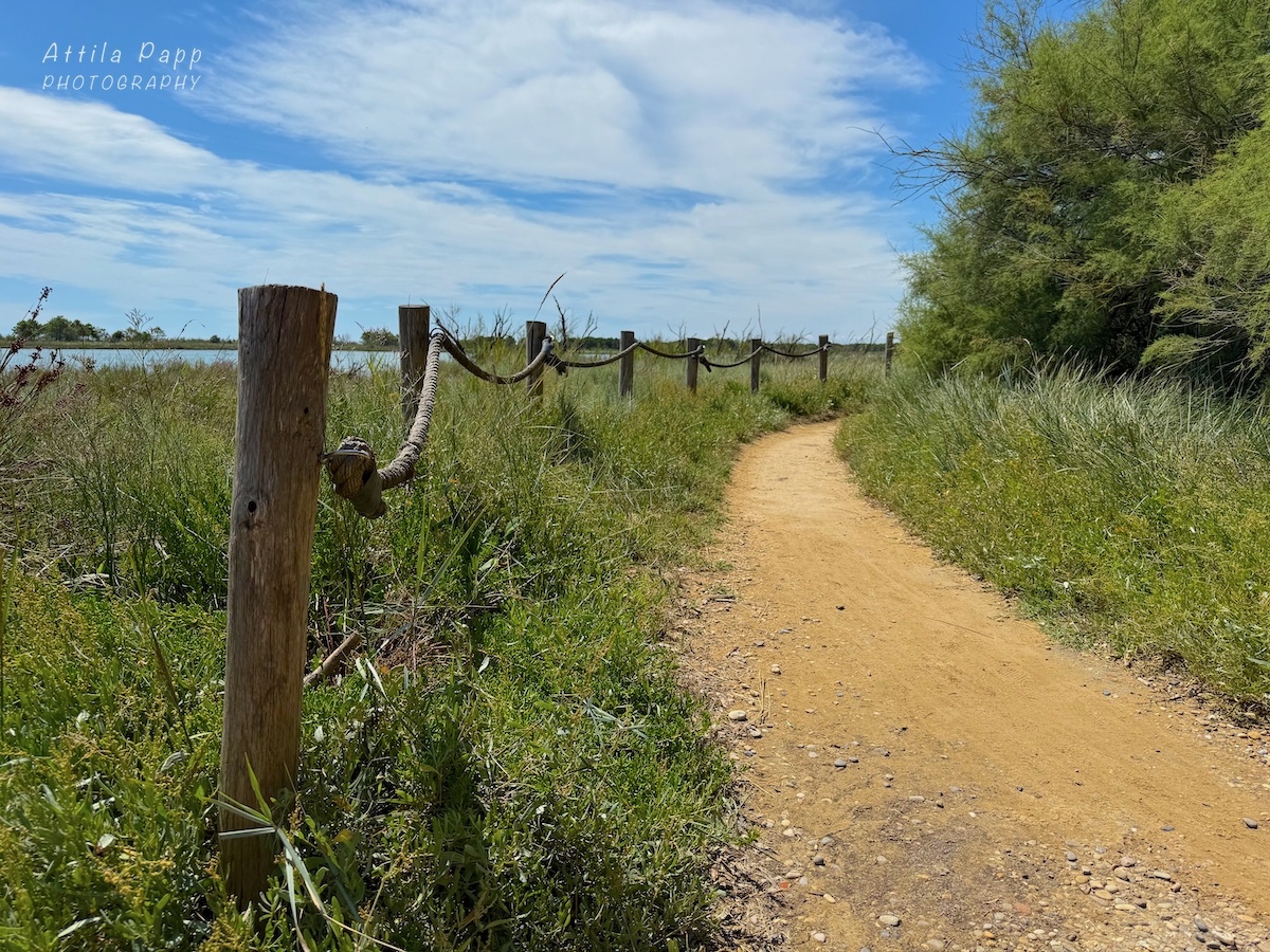 sunny hiking trail
