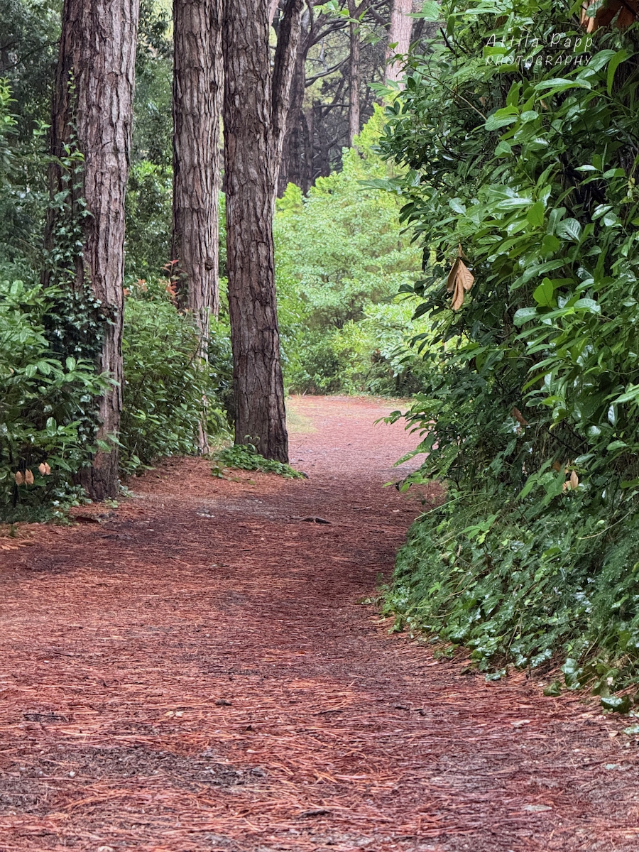 path in the forest