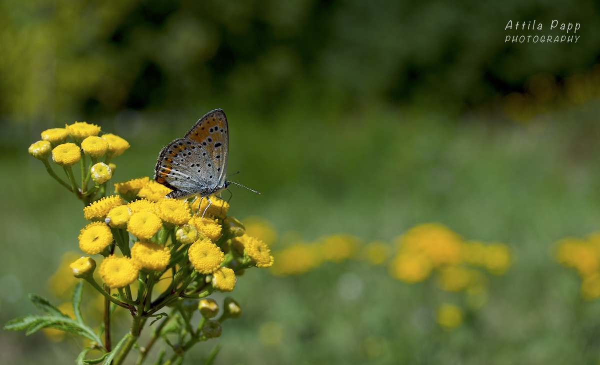 butterfly on a yellow flower