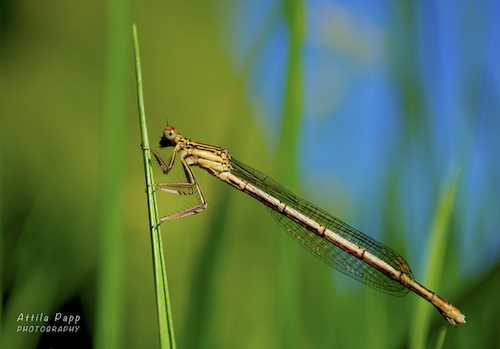 dragonfly in the grass