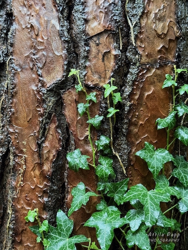 ivy leaves on the tree trunk